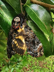 Acherontia