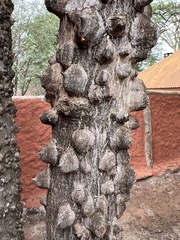 Zanthoxylum chalybeum