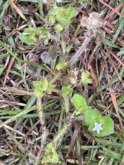 Richardia brasiliensis