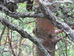 Certhia familiaris familiaris