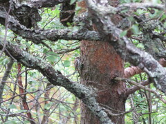 Certhia familiaris familiaris