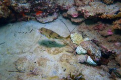 Tetractenos glaber