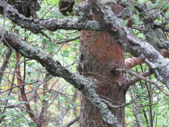 Certhia familiaris familiaris