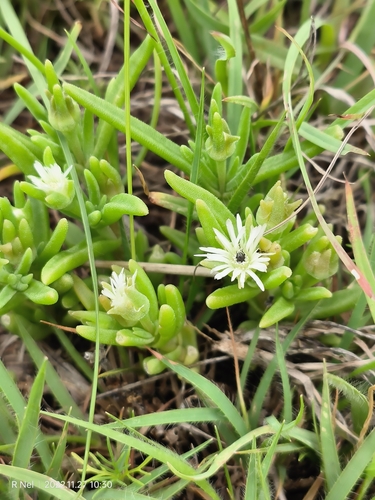 Highveld white vygie (Delosperma herbeum)