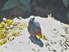 Phoenicurus fuliginosus