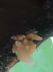 Calcarea