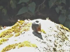 Phoenicurus fuliginosus