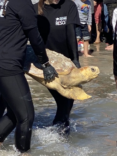Loggerhead Sea Turtle photographed in Texas