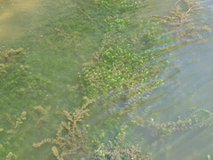 Ceratophyllum demersum