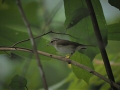 Phylloscopus tenellipes