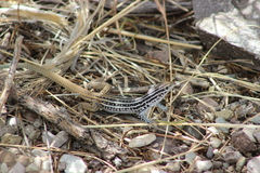 Aspidoscelis scalaris septemvittatus