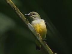 Dicaeum trigonostigma