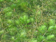 Ceratophyllum demersum