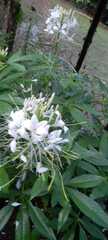 Cleome houtteana