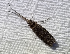 Annulipalpia