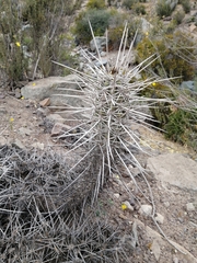 Trichocereus nigripilis