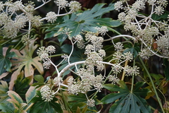 Fatsia japonica