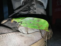 Leptoderes dianensis