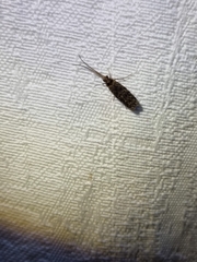 Annulipalpia