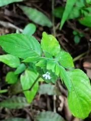 Ruellieae