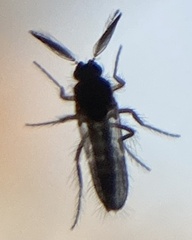 Forcipomyia