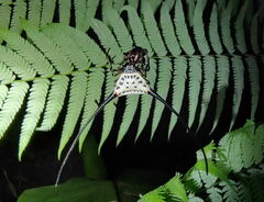 Macracantha