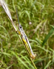 Neorthacris