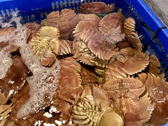 Thenus orientalis