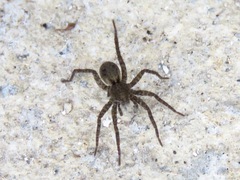 Pardosa amentata