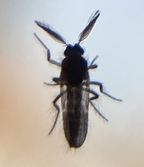 Forcipomyia