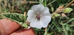 Althaea officinalis