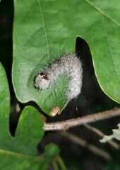 Acronicta lobeliae