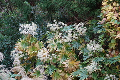 Fatsia japonica