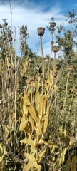 Phlomis fruticosa