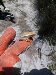 Hyperolius horstockii