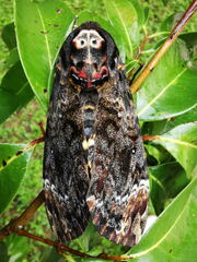 Acherontia