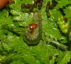 Herpetogramma sphingealis