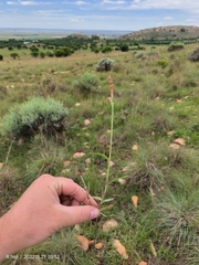 Urochloa mosambicensis