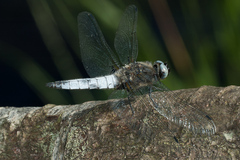 Libellula fulva