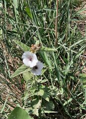 Althaea officinalis
