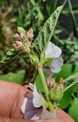 Althaea officinalis