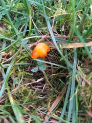Hygrocybe insipida