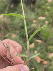 Urochloa mosambicensis