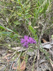 Melaleuca thymifolia