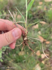 Urochloa mosambicensis