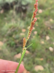 Urochloa mosambicensis