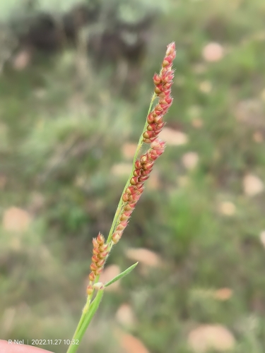 Image of Urochloa serrata by (c) Ricus Nel, some rights reserved (CC BY)