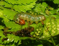 Herpetogramma theseusalis
