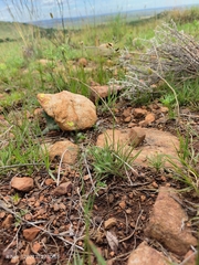Eragrostis racemosa