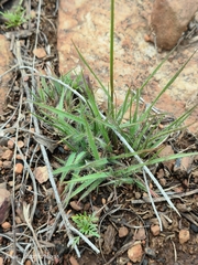 Eragrostis racemosa